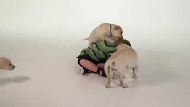 Freshpet campaign video